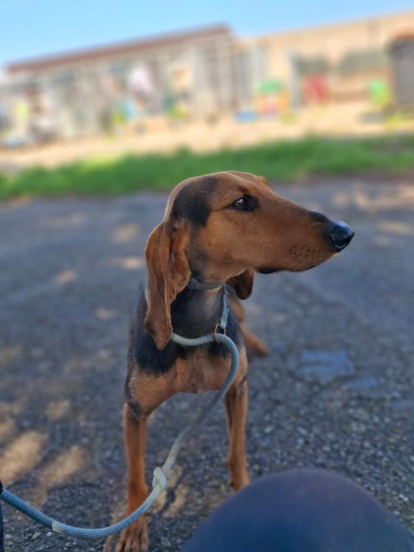 BOBO IL SEGUGIO Foto 5